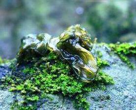 吃地皮菜好嗎？多少錢一斤呢？