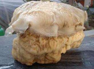 太歲是什么？