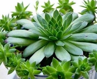 景天科觀音蓮子好養(yǎng)嗎？葉子下垂怎么辦呢？