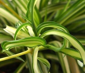 吊蘭放在屋子里好嗎？