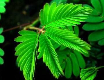 含羞草為什么會害羞？有什么作用呢？