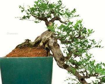 九里香好養(yǎng)嗎？